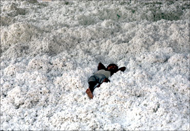 A worker rests on a heap of cotton inside a cotton factory near Ahmedabad.