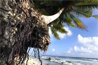 Palm trees are endangered by erosion at a beach at Fuvahmulah, Maldives.