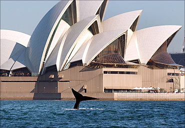 A southern right whale shows its tail in front of the Sydney Opera House.