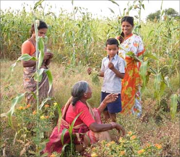 Chandramma and her family collecting channa from the farm.