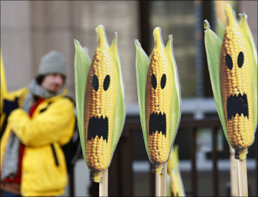 A Greenpeace activist displays signs symbolising genetically modified maize crops.