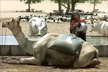 A villager pours water into a bag on a camel's back.