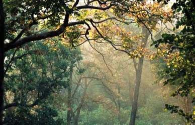 Forests in Madhya Pradesh go hi tech