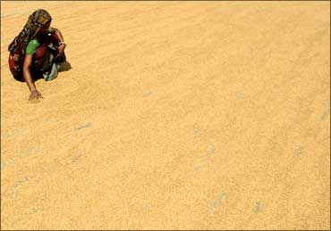 A woman spreads paddy for drying at rice mill complex at Moharcherra, near Agartala.