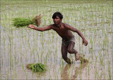 An agriculture labourer toils in a farm.