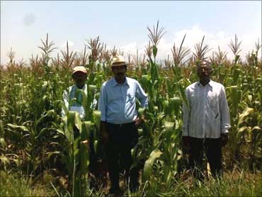 Karuturi in his maize farm in Ethiopia.