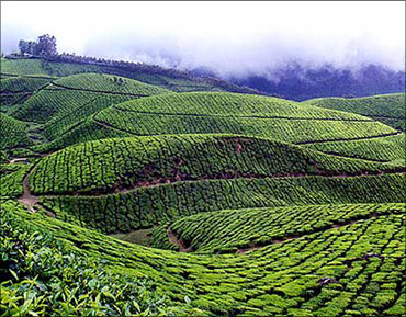 The greenery of Kerala.