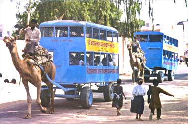 Camel bus.