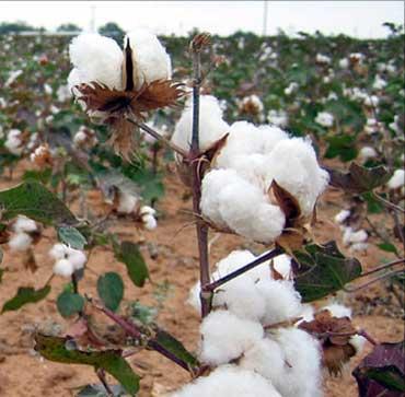 Bt cotton