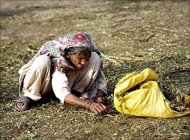 An elderly woman picks up the scraps from a vegetable market in Lahore.