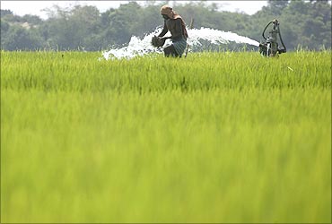 A farmer works in a paddy field in Dhinkia village.