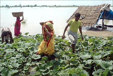 Farmers work on their flooded vegetable field at Tihera village near Agra.