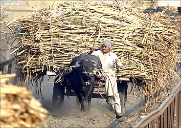 A farmer with sugarcane in Bagphat, Uttar Pradesh.