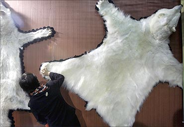 A visitor looks at the fur of a polar bear.