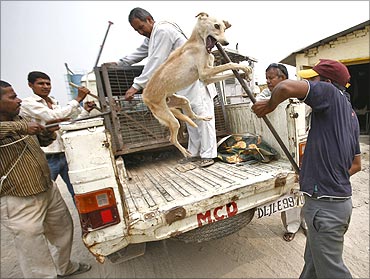 Workers from the Municipal Corporation of Delhi (MCD) capture a stray dog.