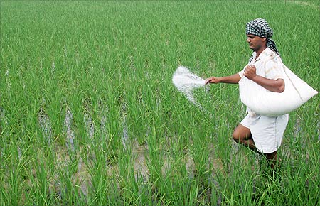 Now, a basmati rice export scam