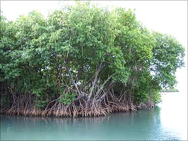 Mangroves.
