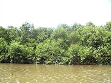 Mangroves.