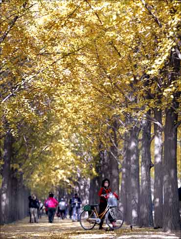 A woman walks a bicycle along ginkgo trees, outside Beijing's Diaoyutai State Guest House.