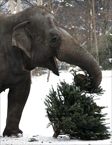 An elephant plays with a former Christmas tree in the zoo in Berlin.