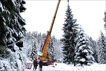 A Christmas tree is sawed down to be presented as a gift from Norway to London.