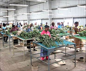 Workers sort the flowers.