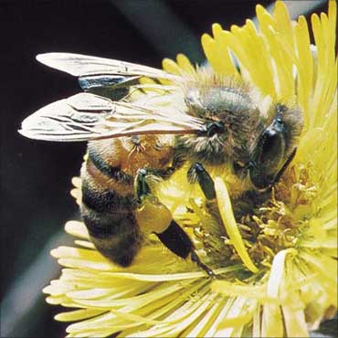 European bee: Apis mellifera.