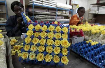 A worker prepares fresh roses for export.