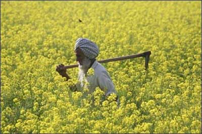A farmer works in a mustard field.