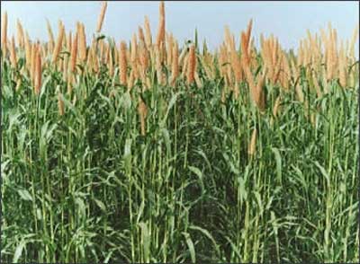 Coarse cereals yield rises.