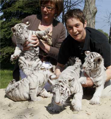 Zookeepers try to hold four Bengal White Tiger cubs in the Zoo Safari Park Stukenbrock in Bielefeld.