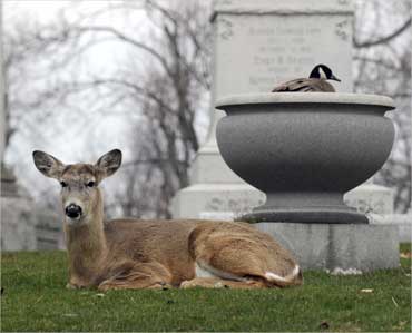 A goose nests in an urn as a deer keeps a watchful eye at Forest Lawn cemetery in Buffalo, New York.