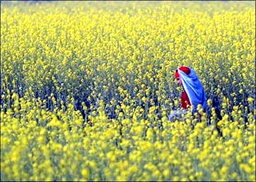 A mustard field.