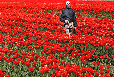 A worker searches for sick and infected tulip bulbs in his flower fields.