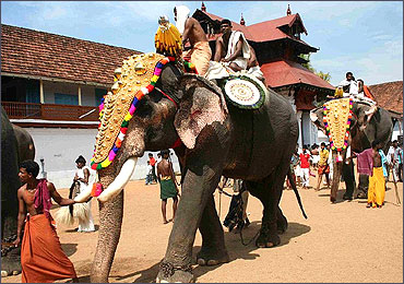 Elephants, caparisoned, during the Sree Poornathrayesa Temple festival.