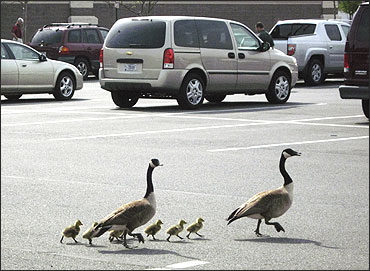 A couple of Canada Geese accompany their newly hatched goslings through a parking lot.