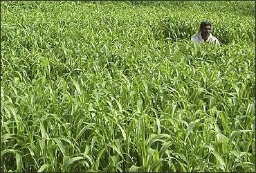 A farmer works in a millet field.