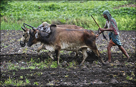 A farmer uses buffaloes to plough his paddy field.