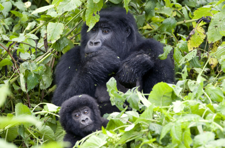 A baby mountain gorilla and its mother feed on the slopes of Mount Mikeno in the Virunga National Park.