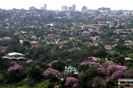 Lapacho trees, the Paraguayan national tree, blossom in Asuncion.