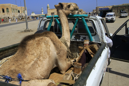 A camel sits on a truck in Suakin, Sudan.