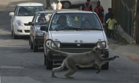 A Langur monkey runs across a road in Shimla.