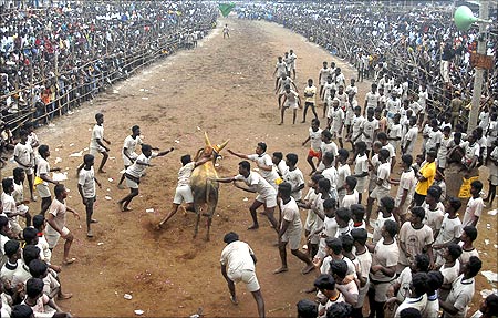 Villagers chase a bull during a bull-taming festival.