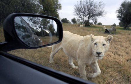 A rare white lion peers at a vehicle at the Lions Park near Johannesburg.
