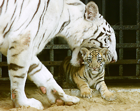 Eleven-year-old tigress Gayetri carries her two-month-old cub in her mouth at the Alipore Zoo in Kolkata.