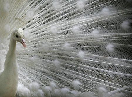 A white peacock displays its feathers on a hot day inside a zoo in New Delhi.
