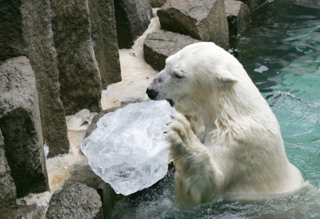 A polar bear licks a block of ice at Ueno Zoo in Tokyo.