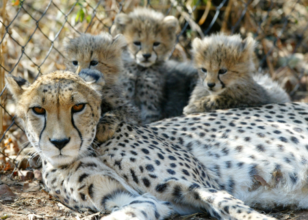 A mother cheetah and three of her young cubs rest at the De Wildt Cheetah centre in South Africa.