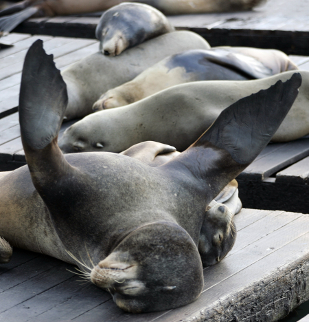 Sea lions sleep on a pontoon dock at Pier 39 in San Francisco harbour.