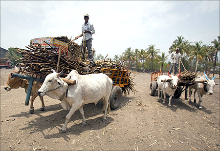 Farmers use bullock carts to deliver harvested sugarcane to a factory in Satara district.